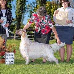 Kensley - English Setter