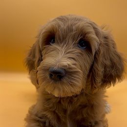 Whitney (Light Blue Collar) - Red  Goldendoodle puppy in Richmond, Virginia from Kessi Doodles