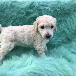 German Shepherd and Poodle Puppies from United Broughton Kennel