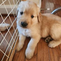 Boy 6 - male Golden Retriever puppy in Frederick, Maryland from Sugarloaf Golden Retrievers (Formerly Vixena Golden Retrievers)