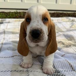 Green collar - Lemon and white male Basset Hound puppy in Douglas, Georgia from Huffer Hounds and Havanese