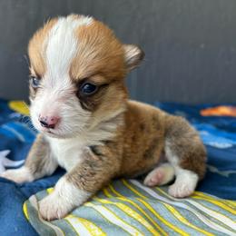 Girl 2 - Red and white female American Corgi puppy in Cocoa, Florida from Cascadian Space Coast Corgis LLC