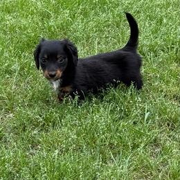 Randall - Black and tan male Dachshund puppy in Fort Worth, Texas from Louis' Litters