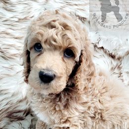 Poodle Puppies from Serene Arenas' Standard Poodles