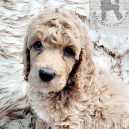 Poodle Puppies from Serene Arenas' Standard Poodles