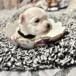 Ezra - White male Maltese puppy in Hephzibah ( Richmond County ), Georgia from Healing Pawz LLC