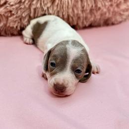 Fergie - Fawn (isabella) and tan female Dachshund puppy in Homstead, Florida from Bravo Dachshunds