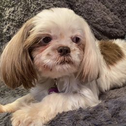 Shih Tzus from Puppy Paw Prince