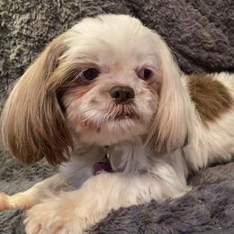 Shih Tzus from Puppy Paw Prince