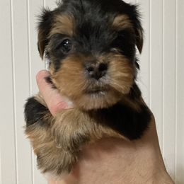 Assorted Doodle Crosses, Double Doodle, Maltipoo, Morkie, and Yorkipoo Puppies from Danza Bolo