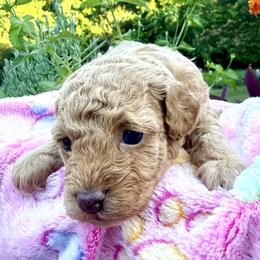 Poodle Puppies from Pet Guardian Smart Kennels, LLC
