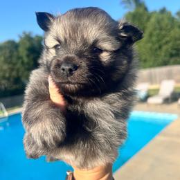Hoss - Orange sable male Pomeranian puppy in Hernando, Mississippi from The Pom Squad