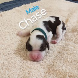 Mr. Chase - White and liver male English Springer Spaniel puppy in Kingsport, Tennessee from Leandra's English Springer Spaniels