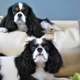 Cavalier King Charles Spaniels from Dulaney Cavaliers