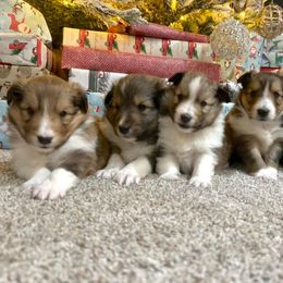 Shetland Sheepdog Puppies from Southern Charm Sheltie’s