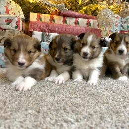 Shetland Sheepdog Puppies from Southern Charm Sheltie’s
