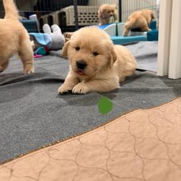 Golden Retriever Puppies from Golden Grace Kennel