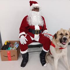 Anatolian Shepherd Dog All Grown Up from Lambkin Lane Farm
