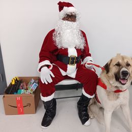Anatolian Shepherd Dog All Grown Up from Lambkin Lane Farm