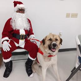 Anatolian Shepherd Dog All Grown Up from Lambkin Lane Farm
