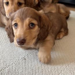 Chocolate based shaded cream male - Cream male Dachshund puppy in Spanish Fork, Utah from Lunceford Dachshunds