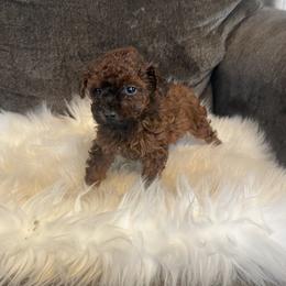 Pekingese, Poodle, and Shih Tzu Puppies from Happy puppies