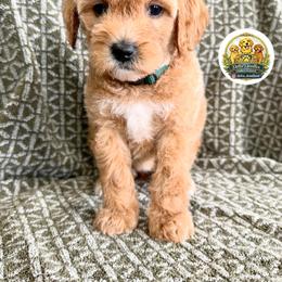 Girl 4 - Cream female Goldendoodle puppy in Sanger, California from Delta Doodless