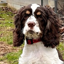 Molly - Cocker Spaniel