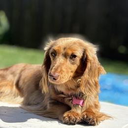 Mirabel - Dachshund