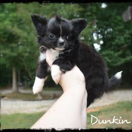 Dunkin - Black and white male Chihuahua puppy in Demorest, Georgia from Sourpatch Chihuahuas