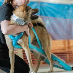 Kishu Ken All Grown Up from Ourou Sou