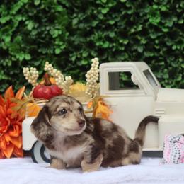 Autumn - Dapple female Dachshund puppy in Woodbine, Georgia from Bowdachs Miniatures