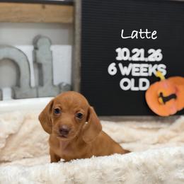 Latte - Red male Dachshund puppy in Goodyear, Arizona from AZ Low Life Doxies