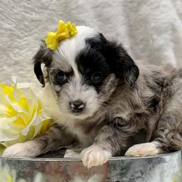 Yellow collar toy - Blue merle female Aussiedoodle puppy in 32046, Florida from River Hill Ranch