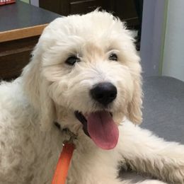 Goldendoodles from Oodles of Doodles, Goldendoodle’s
