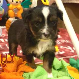 BRUSHY CREEKS NEWT - Black tri male Toy Australian Shepherd puppy in Red Oak, Texas from Brushy Creek Aussies & Mini Aussies