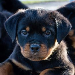 Boy 2 - male Rottweiler puppy in Klamath Falls, Oregon from One Time Breeding