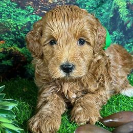 Green Collar Boy - Apricot male Goldendoodle puppy in Waterford, California from Windy Hill Doodles