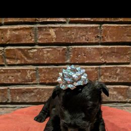 Sparkle - Black male Scottish Terrier puppy in Chattanooga, Tennessee from Oodles of Cuties!