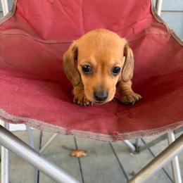 Saba - Red female Dachshund puppy in Conroe, Texas from Dots Dachshunds