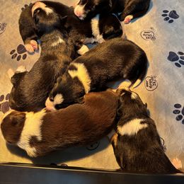 Border Collie Puppies from Garcia Family Farms