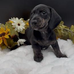 Charlie Pepper - Black and cream female Dachshund puppy in Woodland, California from Long Little Doggies