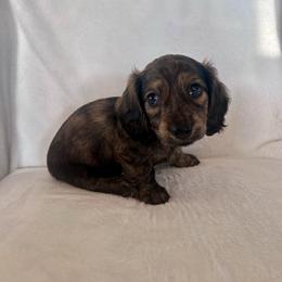 Blue collar - Brindle male Dachshund puppy in Willow Springs, Missouri from Krazy Acre Farm