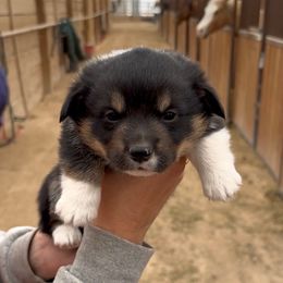 Oak - Black and tan male American Corgi puppy in Bayard, Nebraska from Puppies by Alies