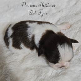 Boy 2 - Liver and white male Shih Tzu puppy in Enid, Oklahoma from Precious Heirloom Shih Tzus