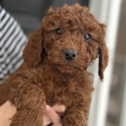 Green collar - Red  female Goldendoodle puppy in North Carolina from Lynes of Doodles