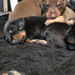 Red collar black female - Black and rust female Doberman Pinscher puppy in Houston, Texas from Draggin Dobermans & Great Danes
