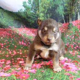 Alaskan Malamute Puppies from New River Valley Malamutes