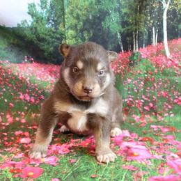 Alaskan Malamute Puppies from New River Valley Malamutes