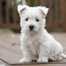 West Highland White Terrier Puppies from The West Acres